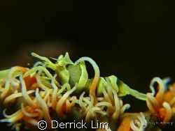 Whip coral shrimp. Photo capture by Canon G9 with Inon si... by Derrick Lim 